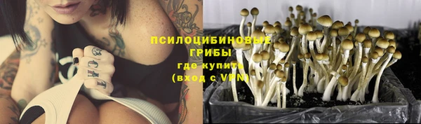 прущие грибы Балахна