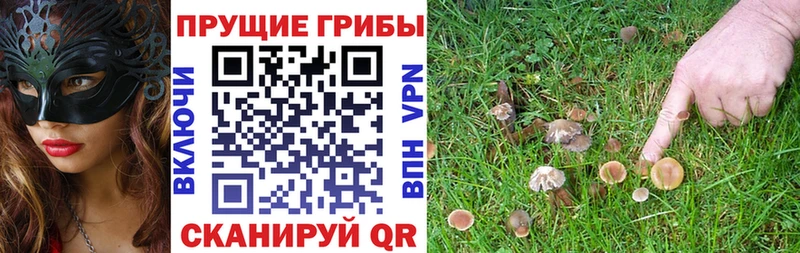 Псилоцибиновые грибы Psilocybine cubensis Углич